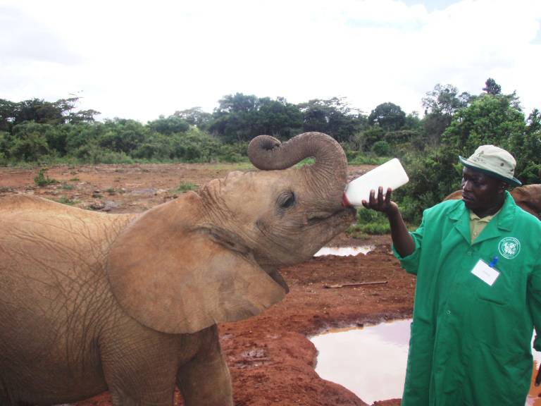 David Sheldrick Wildlife Trust, Nairobi, Kenya