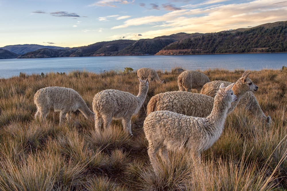 lake titicaca day tour